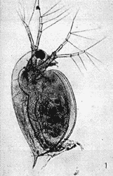 Daphnia magna