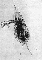 Daphnia cucullata.