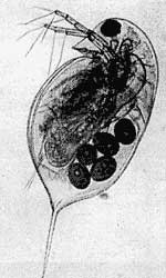 Daphnia longispina