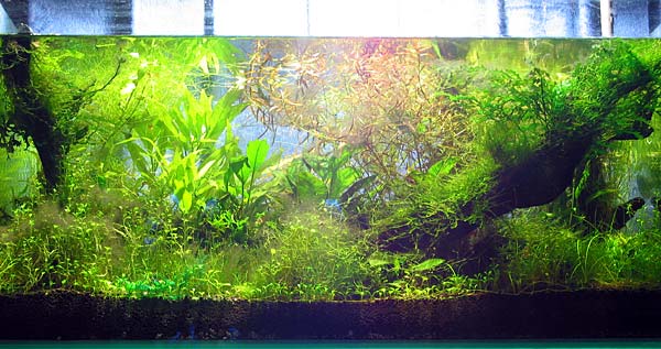 Общий вид аквариума Амано.
