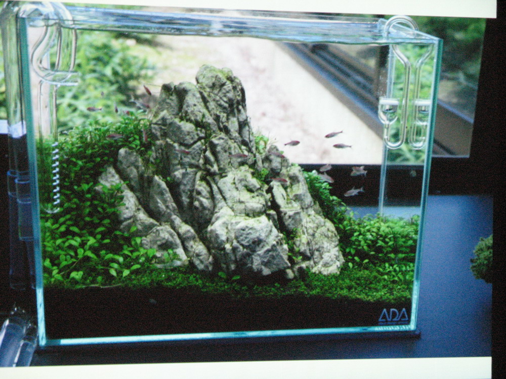Фотографии аквариумов с амановского конкурса
