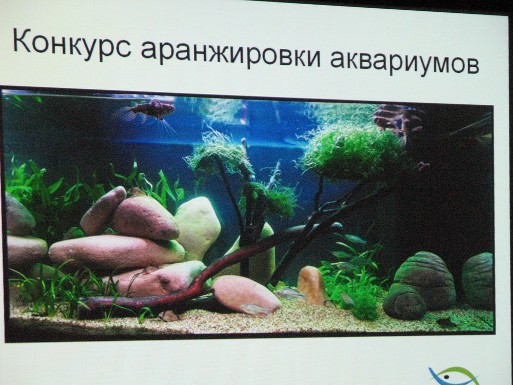 Доклад А. Бешлеги о деятельности Всеукраинской ассоциации аквариумистов
