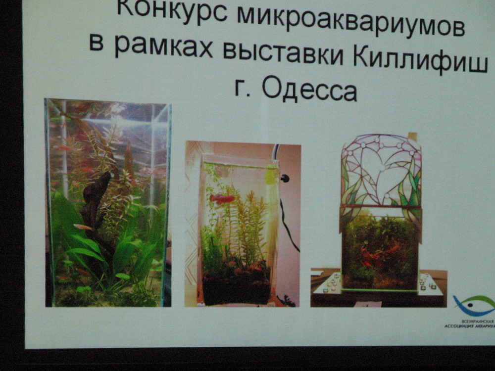 Доклад А. Бешлеги о деятельности Всеукраинской ассоциации аквариумистов

