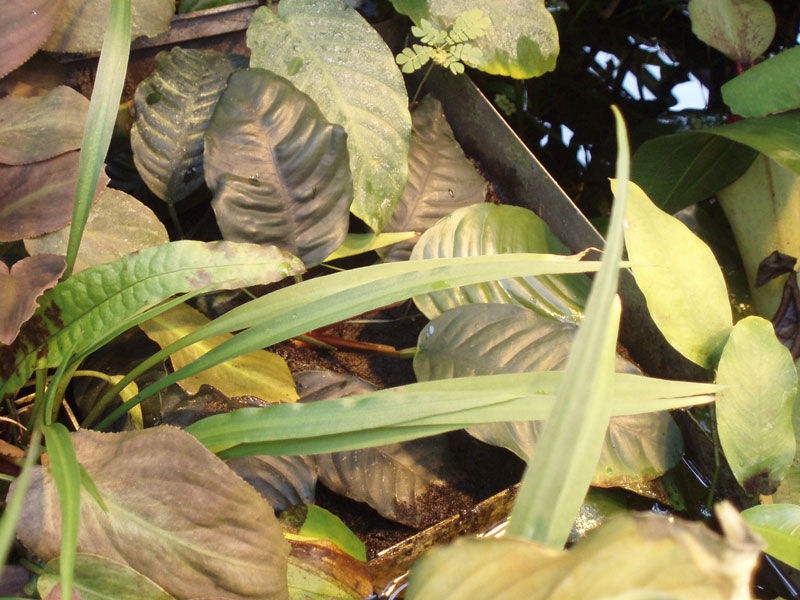         .    Anubias barteri var. coffeefolia,   (Loner).
