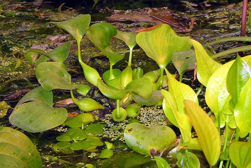 Eichhornia crassipes.  .    ! 
