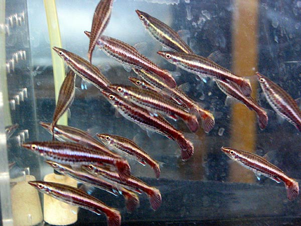 Очень любимые мною рыбки - пецилобриконы. Несмотря на всеобщее мнение, рот у них вовсе не маленький, и пролазит в него весьма крупный мотыль :)

