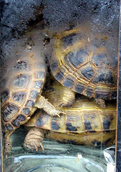 Сухопуные черепахи греются на бутылке с теплой водой.
