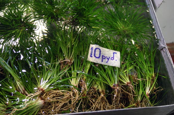 Или вот еще, не шибко аквариумное растение - акорус. Он растет на заливных лугах, откуда и собирается.
