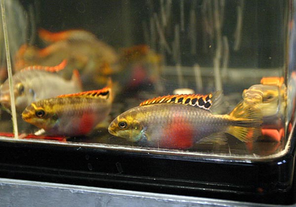   (Pelvicachromis pulcher) .
