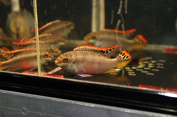 Самец Pelvicachromis pulcher легко отличается по "глазкам" на хвостовом плавнике.
