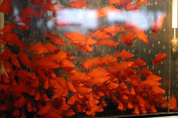 Ярко-красные рыбки всегда привлекают внимание покупателей. Меченосцы
