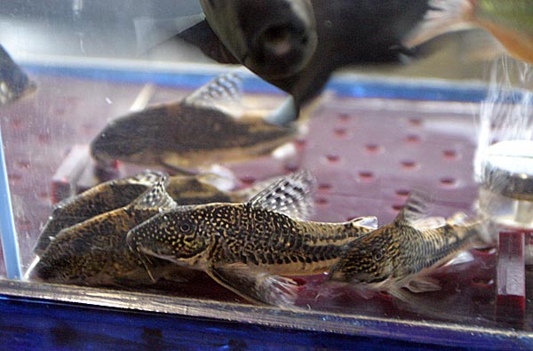  - Corydoras barbatus  200   .
