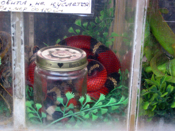 Многие змеи фантастически красивы!
