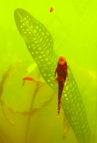 Лист другого вида увирандры. За эту уникальную решетчатость и ценятся эти редкие апоногетоны. Вода зеленая специально, в этом аквариуме подрастает молодняк креветок-фильтраторов.
