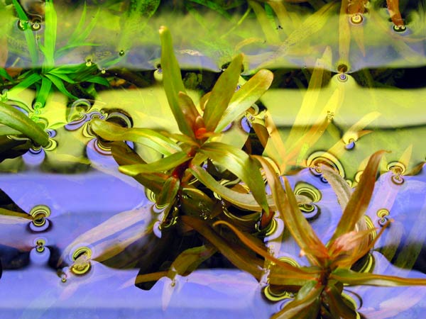 Аммания грацилис растет так быстро, что постоянно высовывается из воды.
