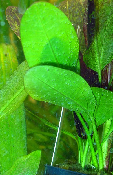 При активном насыщении воды СО2 и подкормке микроэлементами листья буквально покрываются пузырьками выделяющегося кислорода.
