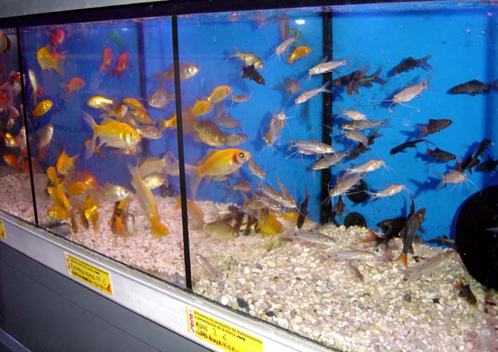 Барселона: аквариум с продающимися пресноводными рыбками 
