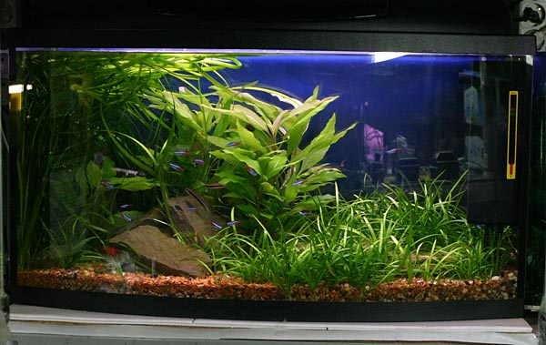 Нечасто в зоомагазинах можно встретить декоративно оформленные аквариумы с растениями
