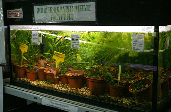 И еще аквариумные растения
