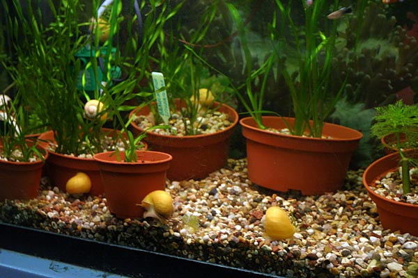 Еще аквариум с растениями и ампуляриями
