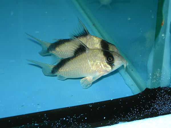 Corydoras Davidsandsi