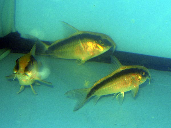 Corydoras arcuatus
