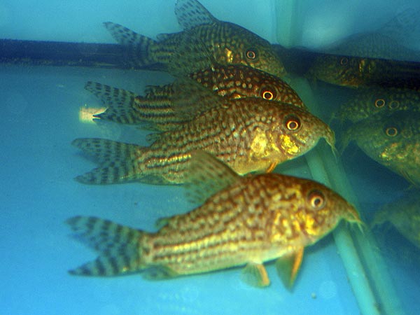 Corydoras sterbae
