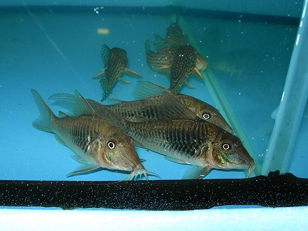 Corydoras septentrionalis
