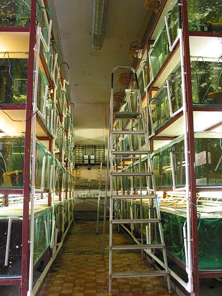 Десятки аквариумов с рыбой в несколько этажей, впечатляет не правда ли?
