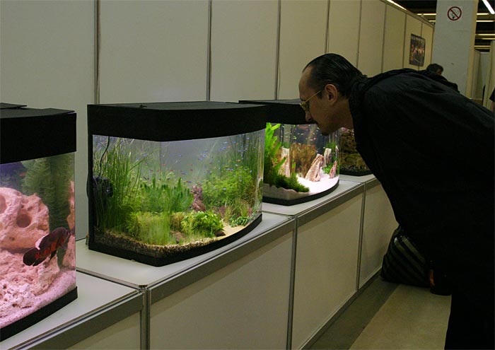 Влад Дурницкий рассматривает выставленные на конкурс аквариумы.
