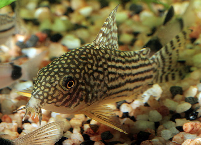 Corydoras sterbai   
