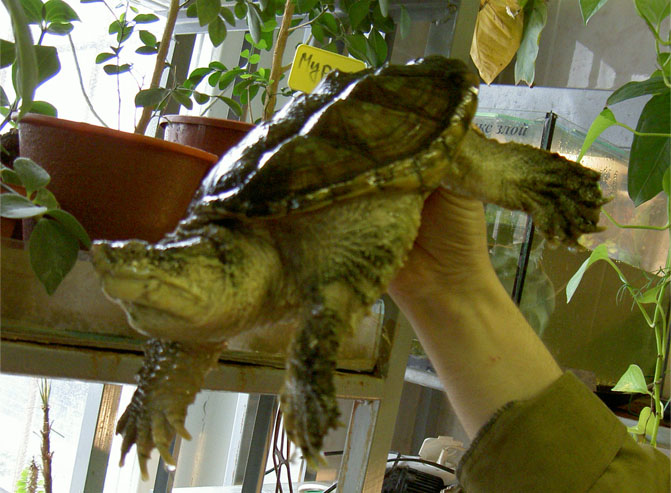 Каймановая черепаха. Эта помесь черепахи с крокодилом больно кусается, так что держать ее лучше за хвост.
