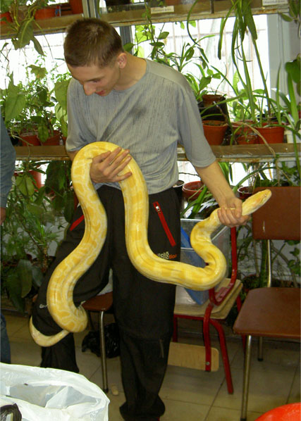 Ребенок воюет с желтым змием. Ребенок его душит, змей - сопротивляется
